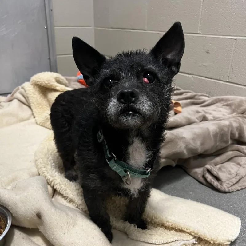 An adult small-sized female Black Terrier dog named Gertie for adoption in Newark, DE