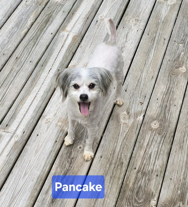 A young small-sized male Shih Tzu dog named Pancake for adoption in Columbus, IN