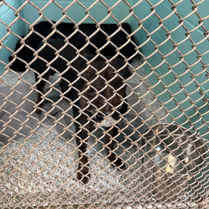 An adult medium-sized male Black Mixed Breed dog named Turbo for adoption in Port Charlotte, FL