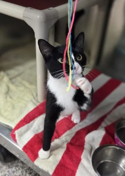 An adult medium-sized female Domestic Short Hair cat named Cholula for adoption in Westland, MI