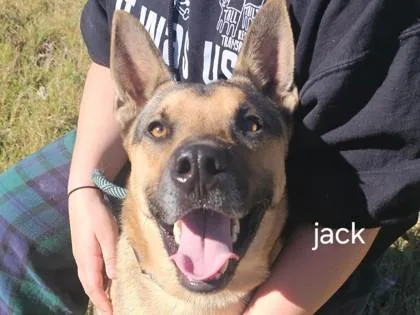 An adult large-sized male Yellow / Tan / Blond / Fawn Mixed Breed dog named Jack for adoption in Georgetown, TX