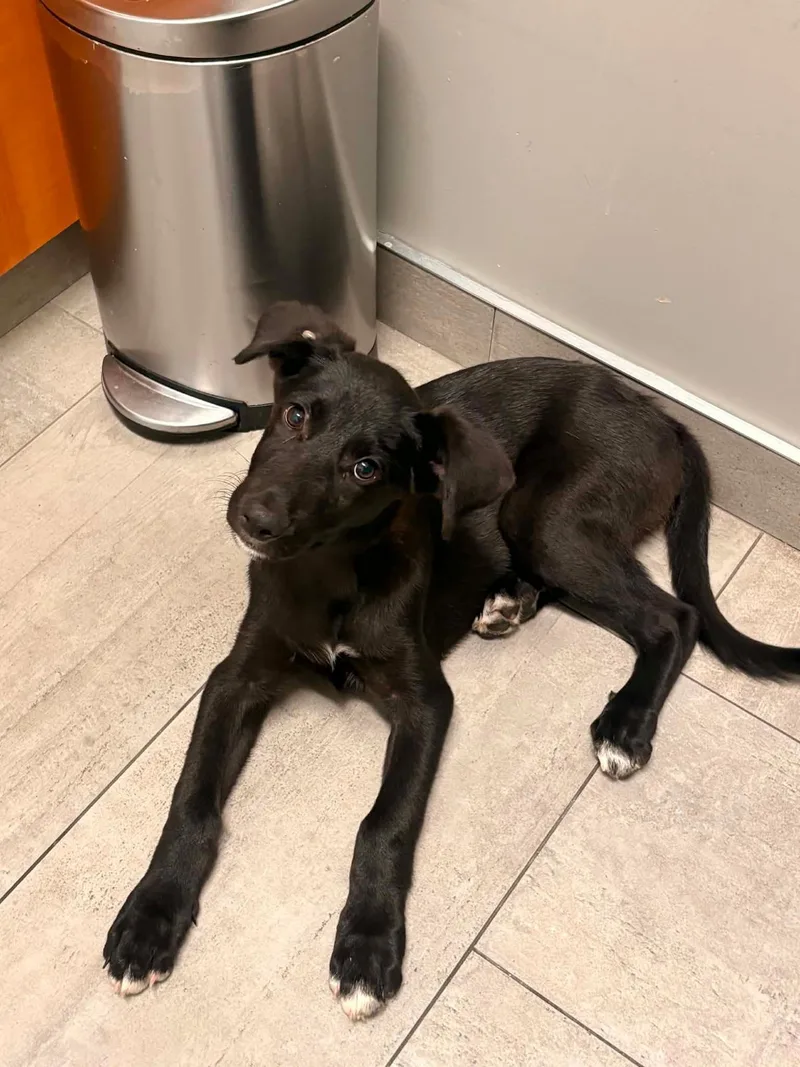 A baby medium-sized male Shepherd dog named Lucky Mississippi for adoption in Hillside, IL