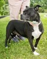 An adult large-sized female Pit Bull Terrier dog named Wilma for adoption in Newport, KY