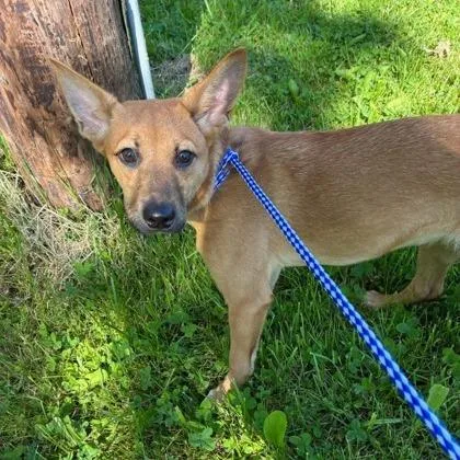 A young medium-sized female Yellow / Tan / Blond / Fawn Shepherd dog named Malory for adoption in Binghamton, NY