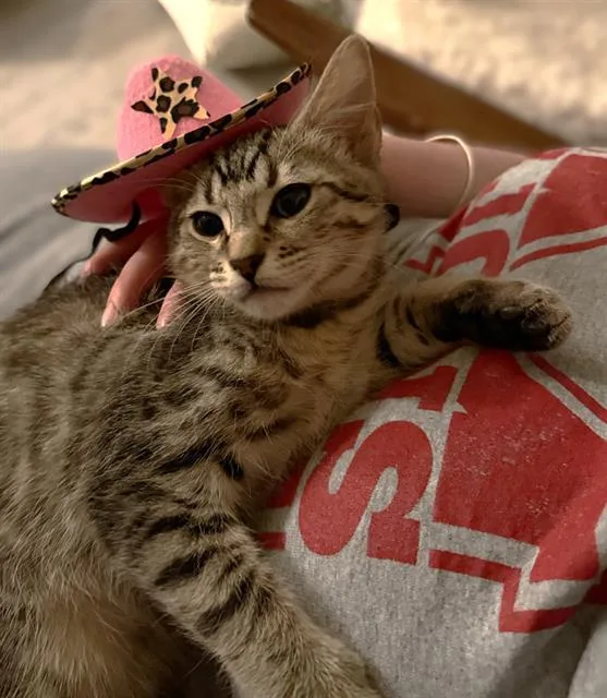 A baby small-sized female Domestic Short Hair cat named Georgie for adoption in Sacramento, CA