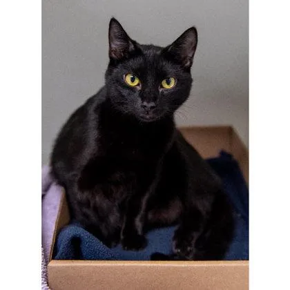 A young medium-sized male Domestic Short Hair cat named Jasper Kershaw for adoption in Hudson, MA