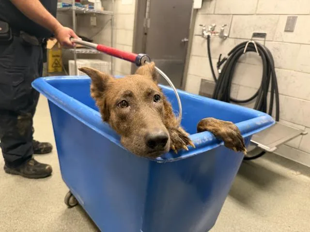 An adult extra large-sized female Mixed Breed dog named Molly for adoption in Dallas, TX