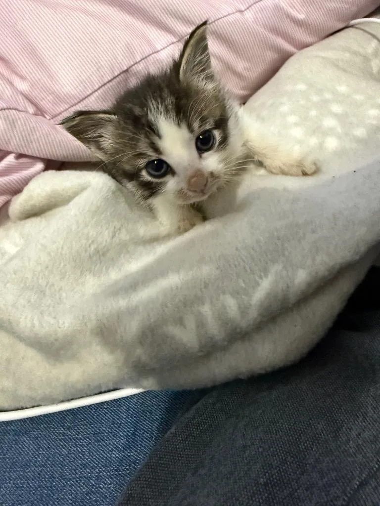 Firecracker Floof