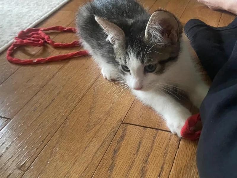 Firecracker Floof thumbnail 2