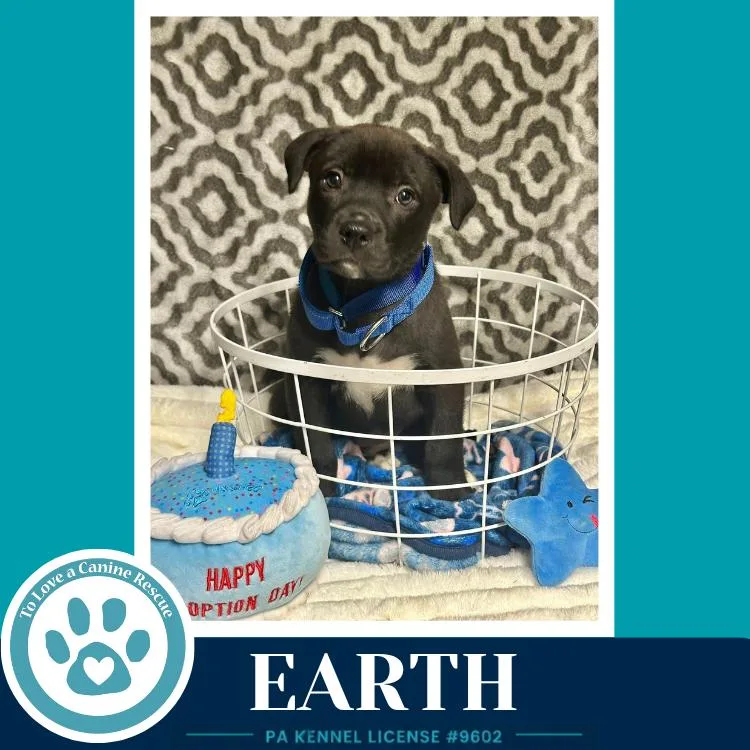 A baby medium-sized male Tricolor (Brown, Black, & White) Labrador Retriever dog named Earth for adoption in Kimberton, PA