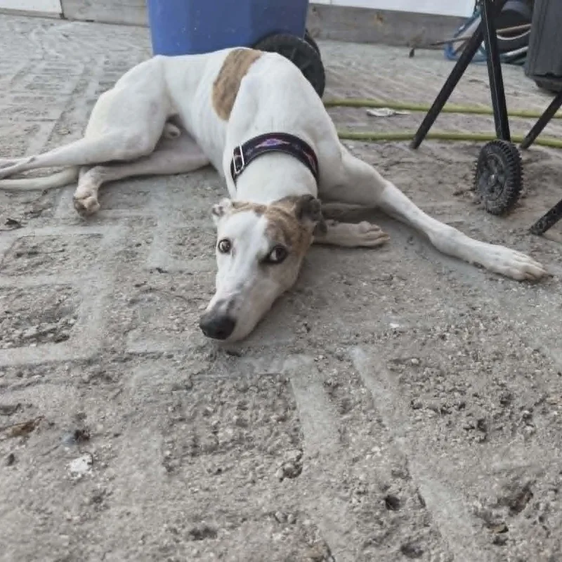 An adult large-sized male White / Cream Greyhound dog named Bodell Boon for adoption in North Port, FL