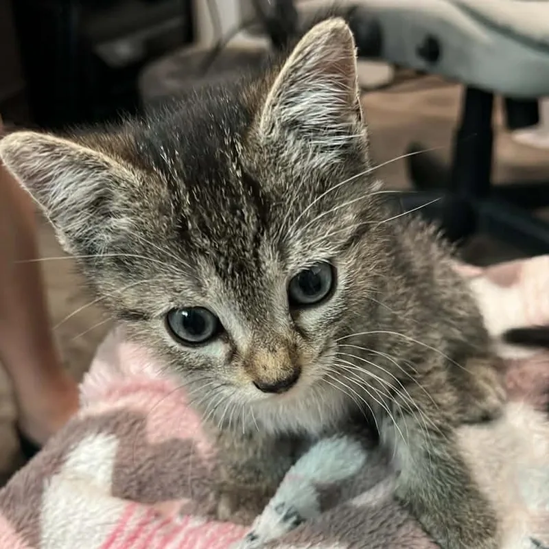 A baby small-sized male Domestic Short Hair cat named Pickles for adoption in Seminole, FL