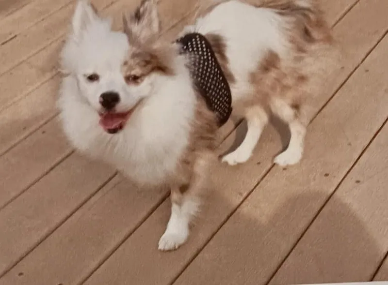 An adult small-sized female Pomeranian dog named Princess for adoption in Brick, NJ