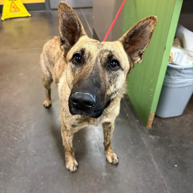 An adult medium-sized female Brindle Belgian Shepherd / Malinois dog named Sabine for adoption in Norman, OK