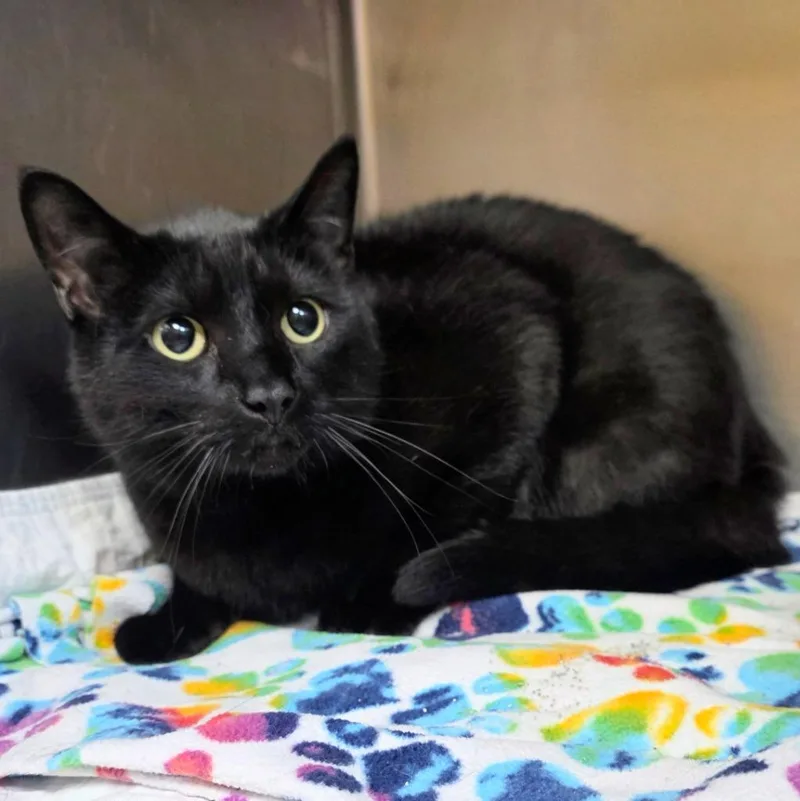 An adult large-sized male Domestic Short Hair cat named Gigi for adoption in New Manchester, WV