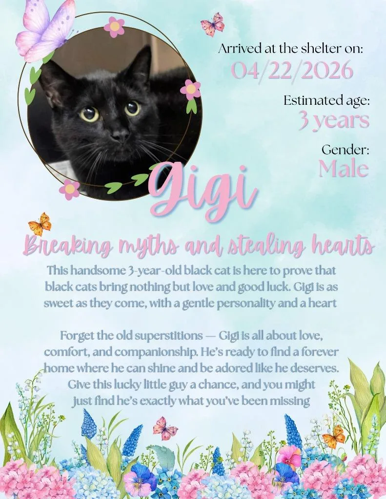 Gigi thumbnail 4