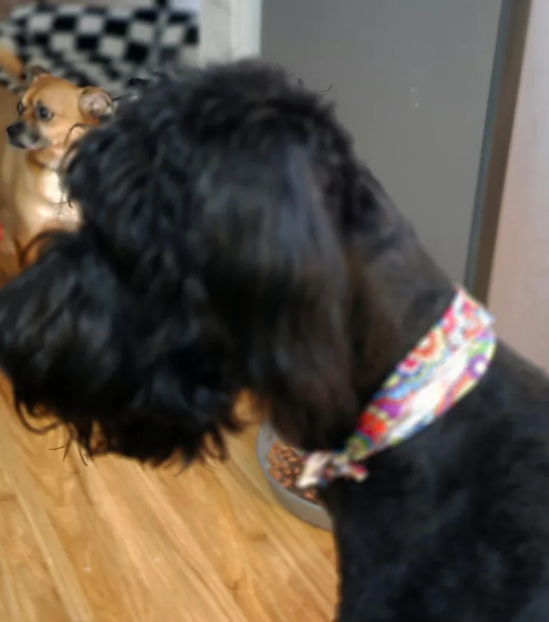 A young large-sized male Labradoodle dog named Bear for adoption in Monona, WI