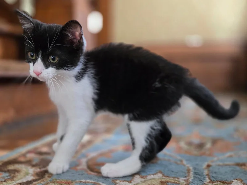 A young medium-sized female Black & White / Tuxedo Domestic Short Hair cat named Aster for adoption in Woodsfield, OH