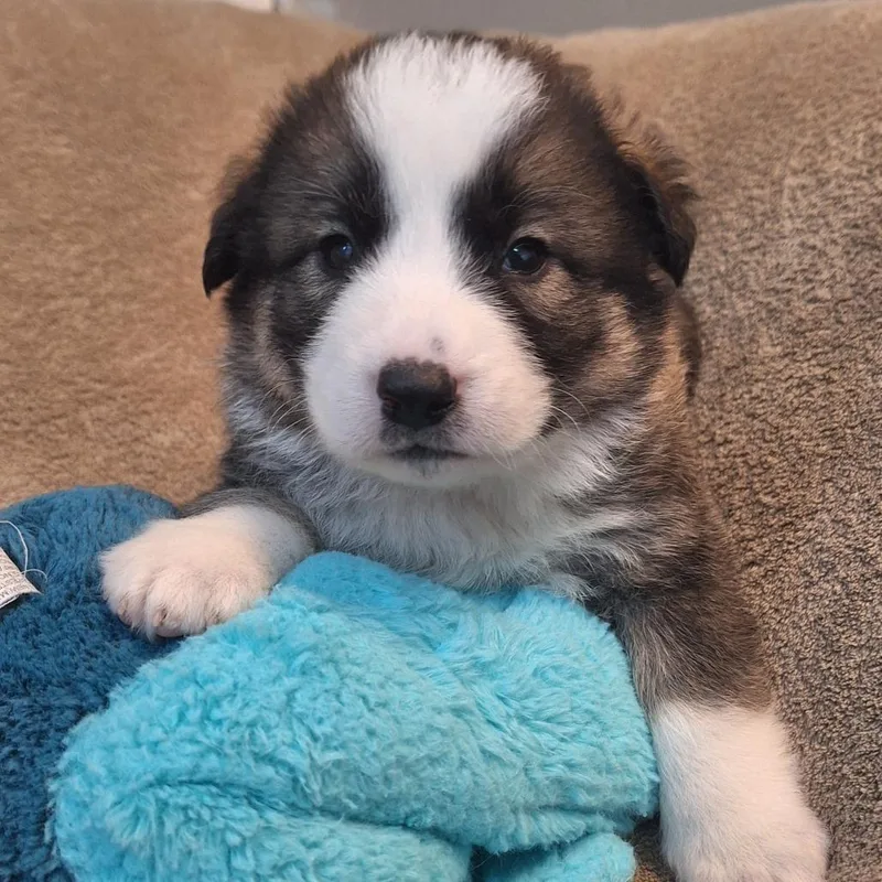 A baby small-sized male Brown / Chocolate Great Pyrenees dog named Hungry Howie for adoption in Flagstaff, AZ