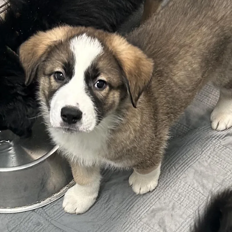 Hungry Howie thumbnail 3