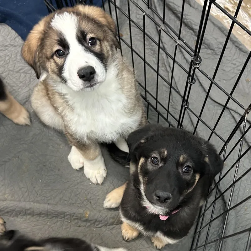 Hungry Howie thumbnail 4