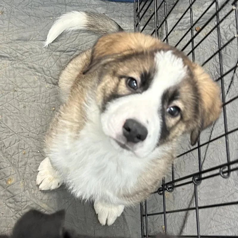 Hungry Howie thumbnail 5