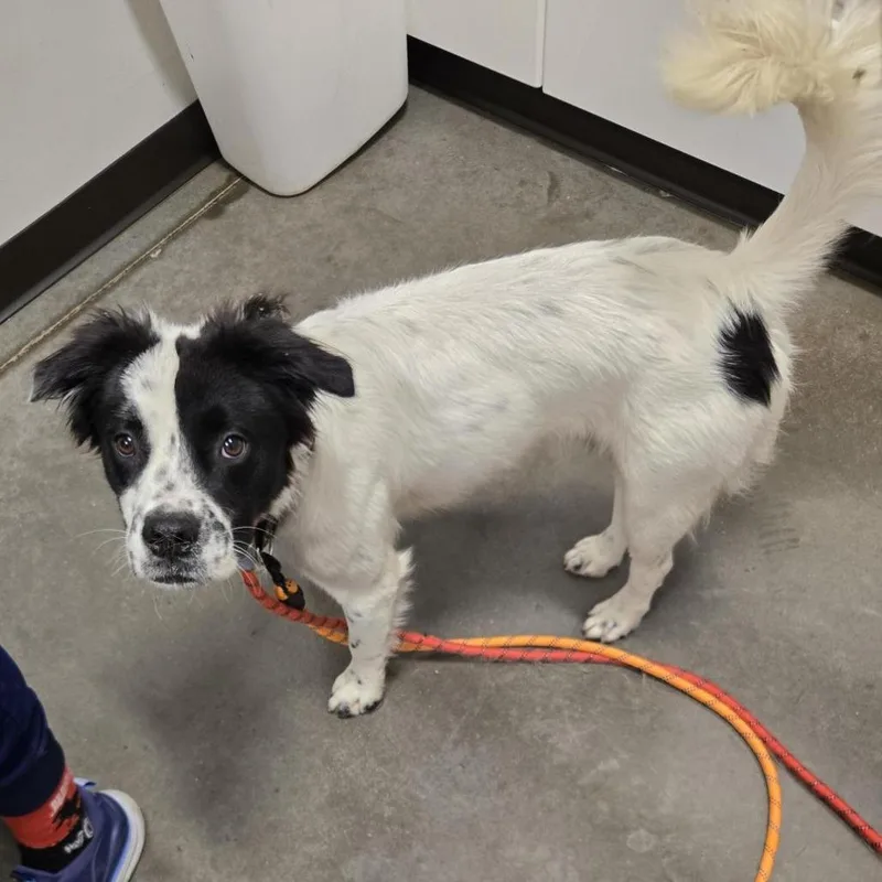 A young medium-sized male White / Cream Mixed Breed dog named Dewey for adoption in Washington Township, OH