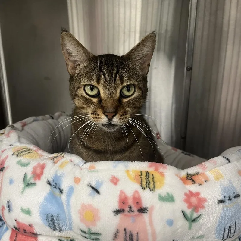 An adult large-sized male Brown / Chocolate Domestic Short Hair cat named Bubba for adoption in Lakeland, FL