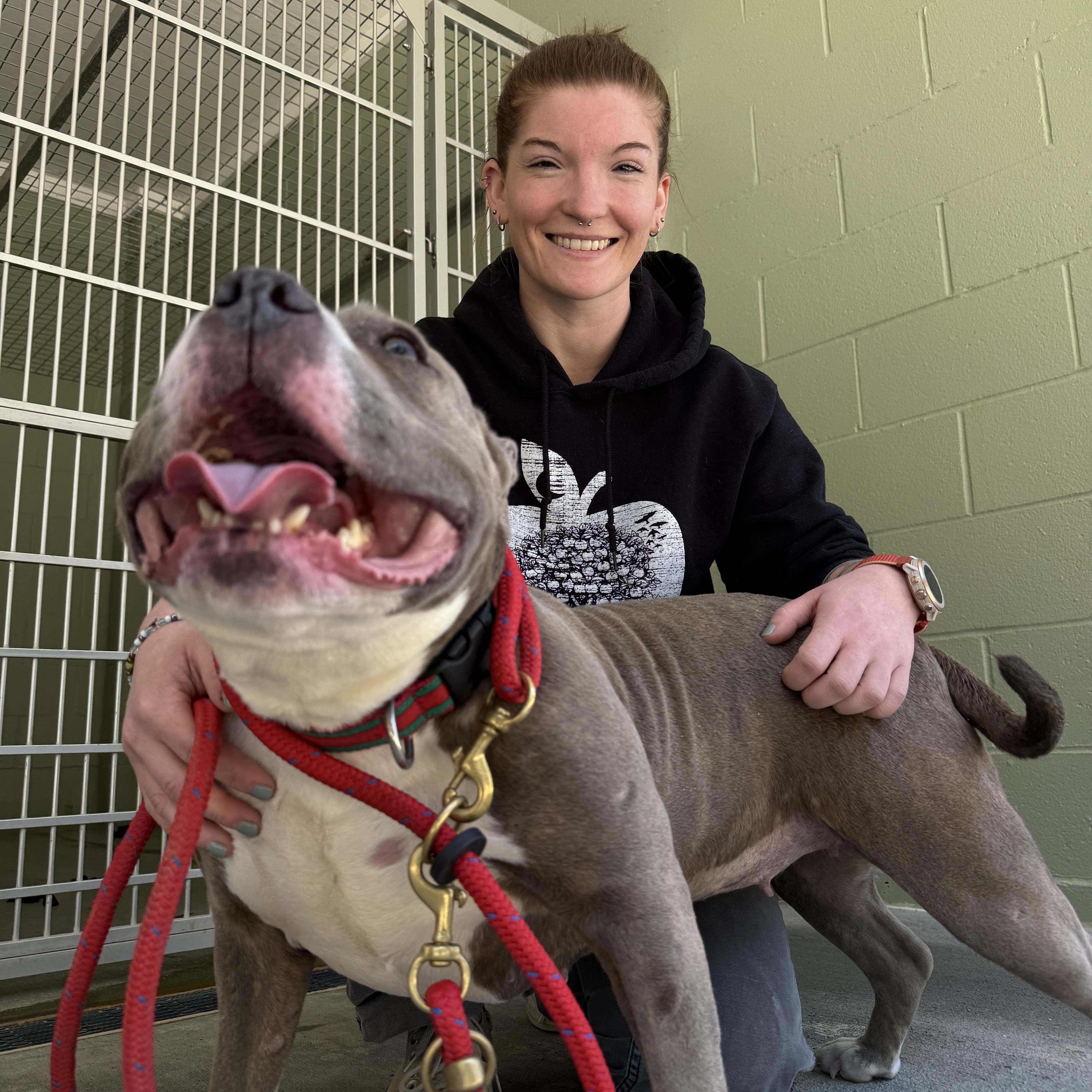 An adult medium-sized female American Bully dog named Bubbles for adoption in Cranston, RI