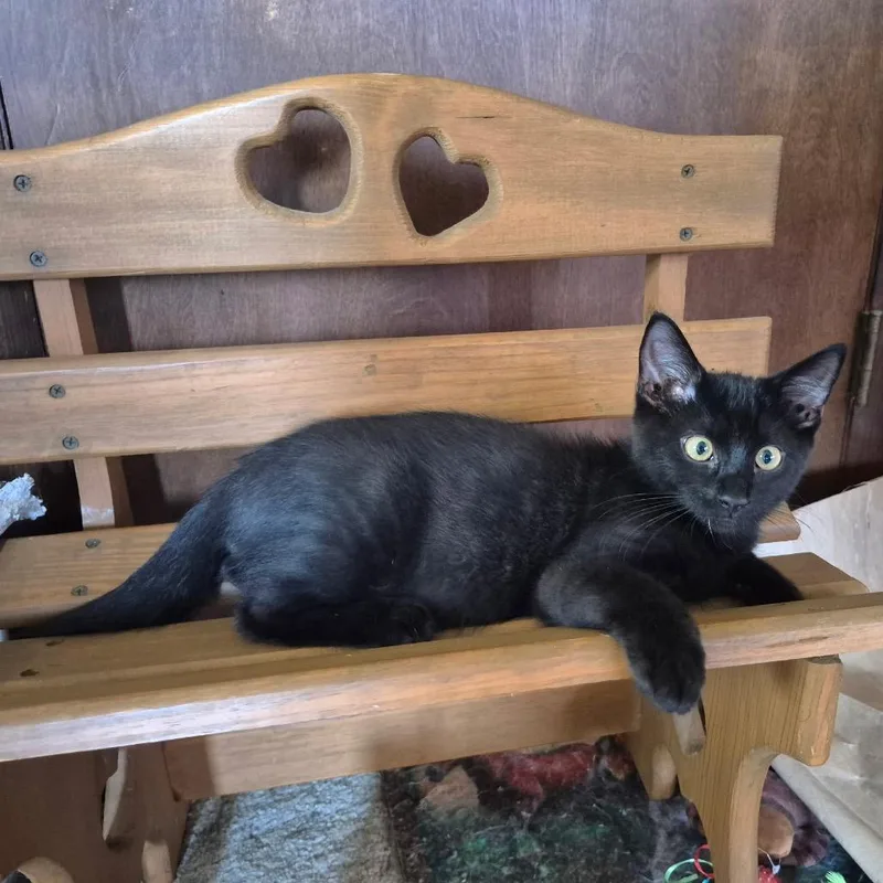 A young medium-sized male Domestic Short Hair cat named Mr. Denzel Whiskers for adoption in Monticello, IA