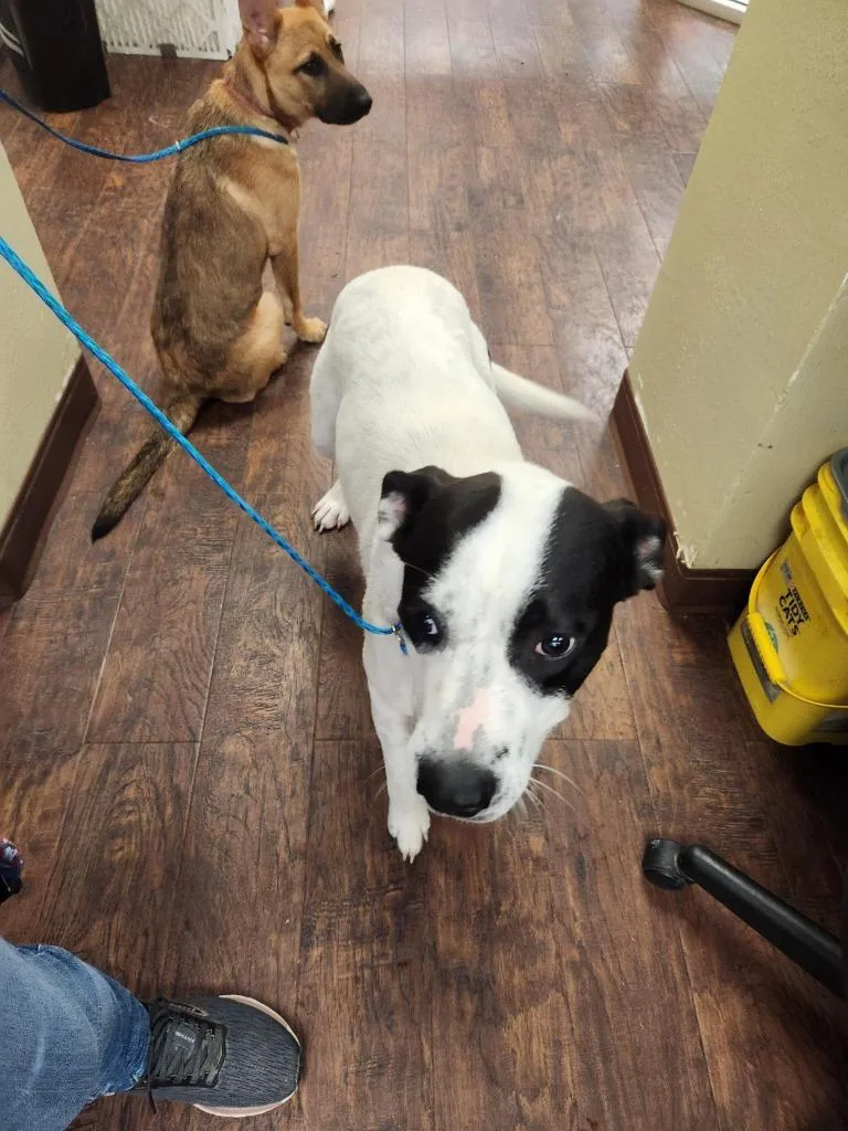 A baby medium-sized female Labrador Retriever dog named Dog Kennel Kodachance` for adoption in Greenville, TX