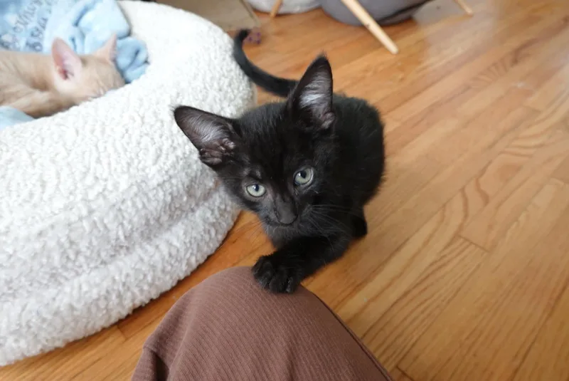 A baby small-sized male Domestic Short Hair cat named Sesame for adoption in South Pasadena, CA