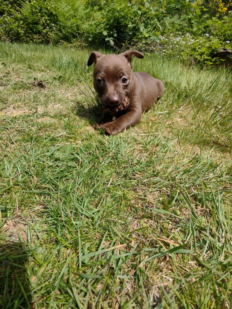 A baby small-sized female Brown / Chocolate Chihuahua dog named Margarita for adoption in Lacey, WA
