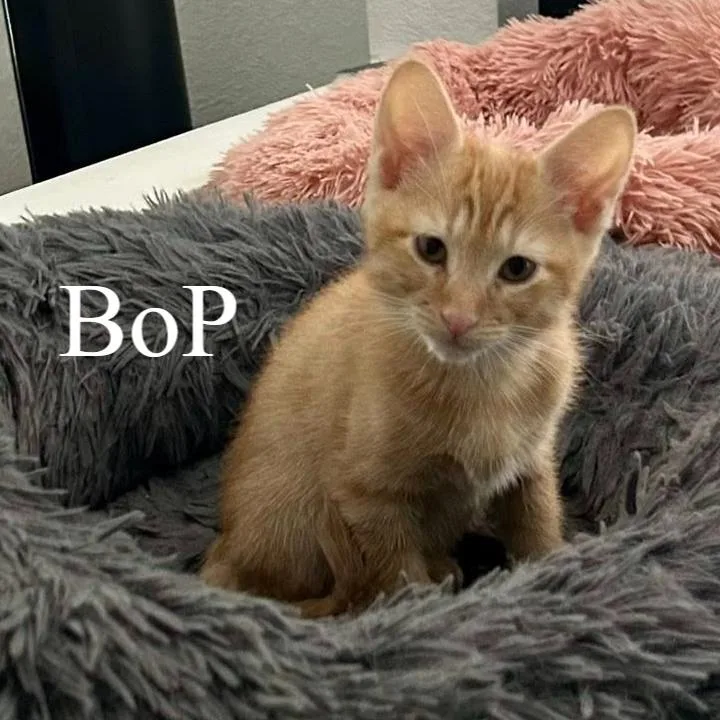 A baby medium-sized male Tabby (Orange / Red) Domestic Short Hair cat named Bop for adoption in Queen Creek, AZ