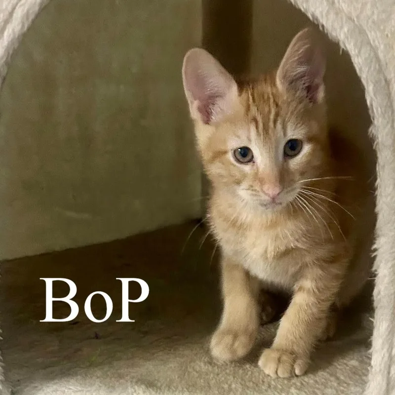 Bop thumbnail 2