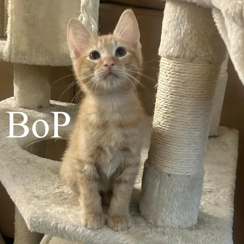 Bop thumbnail 4
