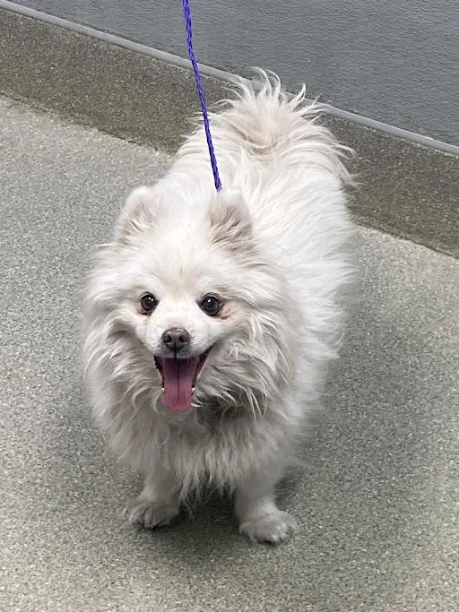 A senior small-sized male American Eskimo Dog dog named Max for adoption in Las Vegas, NV