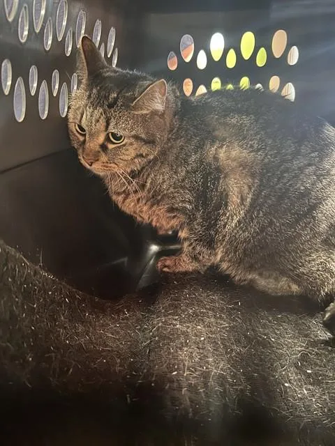 A young medium-sized female Domestic Short Hair cat named Jennifer Coolidge for adoption in Louisville, KY