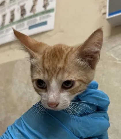 A baby small-sized male Domestic Short Hair cat named Clifford for adoption in Honolulu, HI