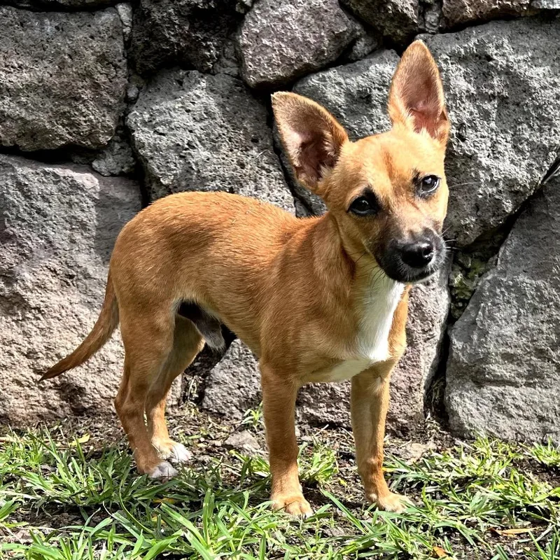 A young small-sized male Brown / Chocolate Chihuahua dog named Mana for adoption in Keaau, HI