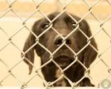 A young medium-sized male Black Hound dog named Stimpy for adoption in Potsdam, NY