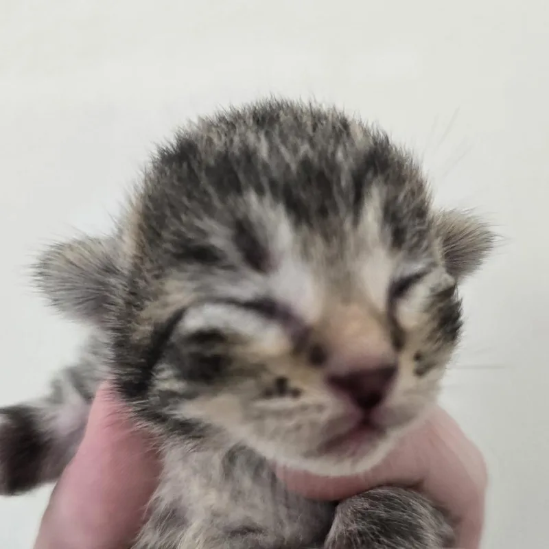 Toki