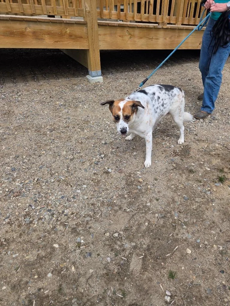 An adult large-sized female Labrador Retriever dog named Penny for adoption in Lunenburg, VT