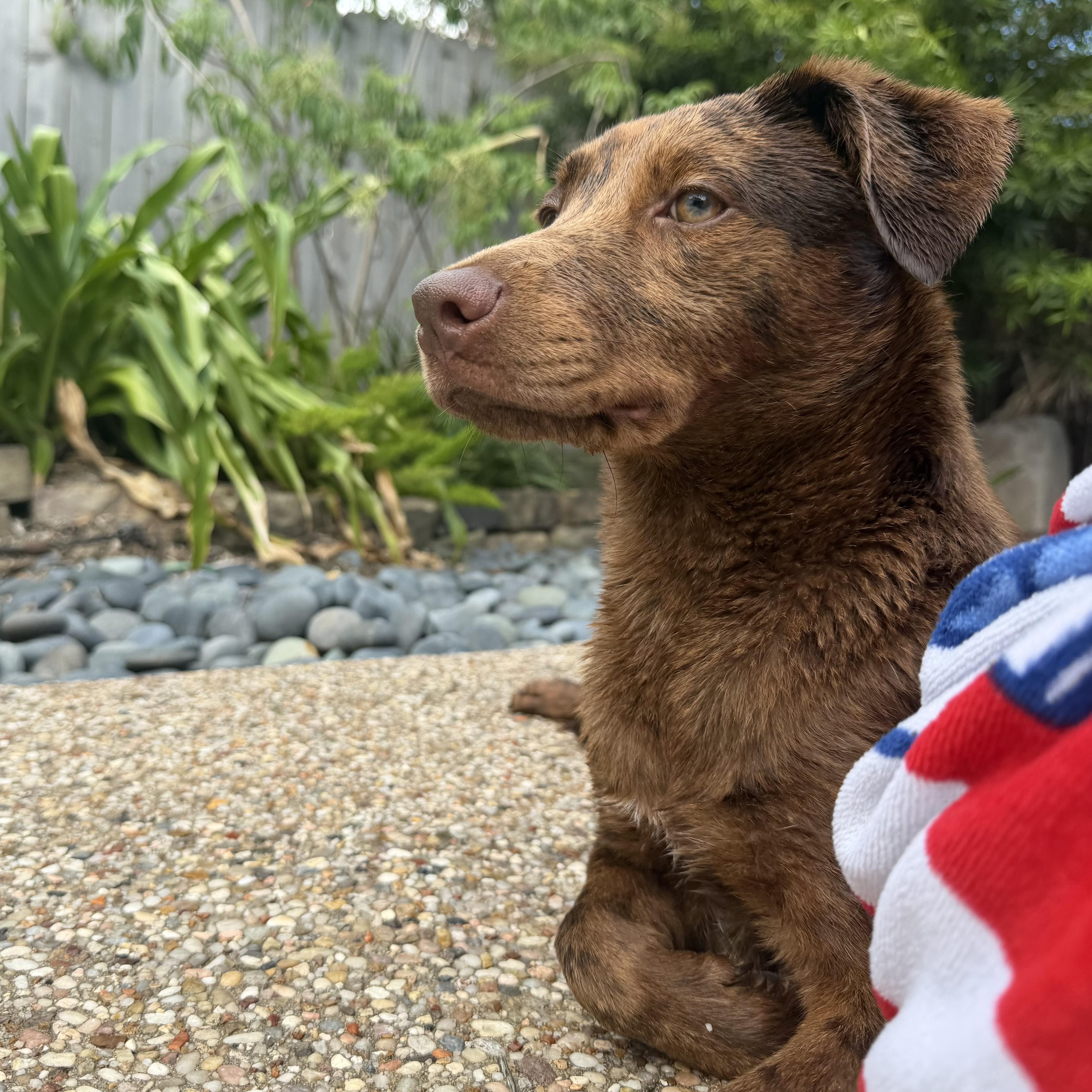 A young small-sized female Catahoula Leopard Dog dog named Billie Jean for adoption in Richmond, TX