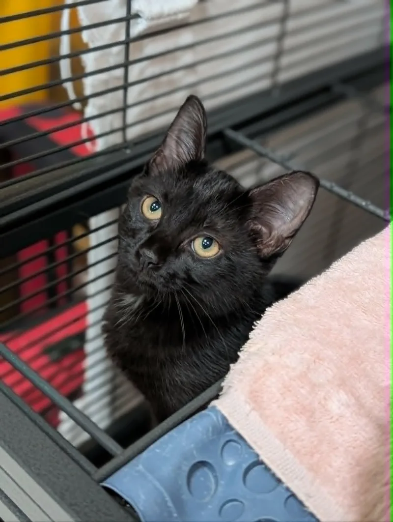 A baby medium-sized female Black Domestic Short Hair cat named Zev for adoption in Chambersburg, PA