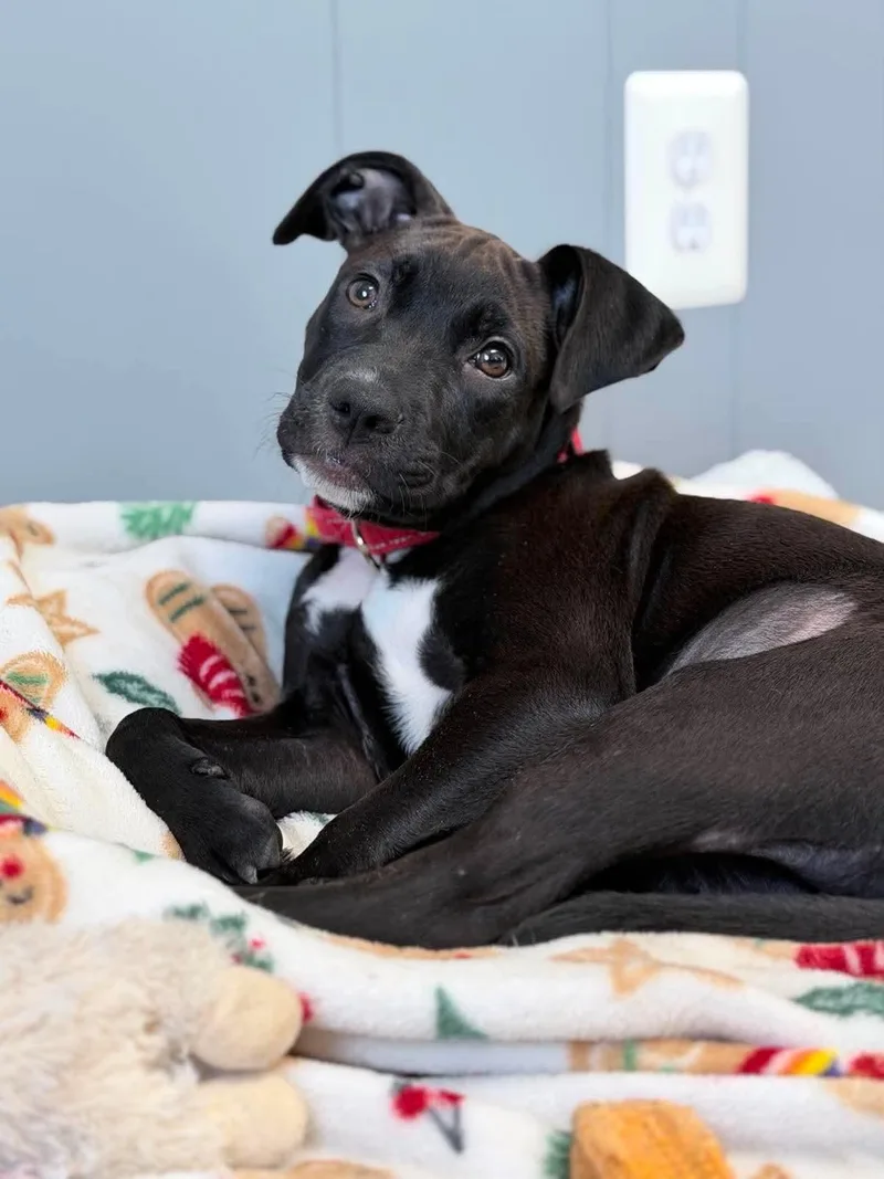 A baby medium-sized female Black Mixed Breed dog named Marty for adoption in Highland, NY
