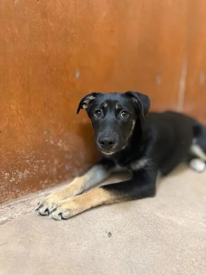 A baby small-sized female Rottweiler dog named Zelda for adoption in Burlington, WA