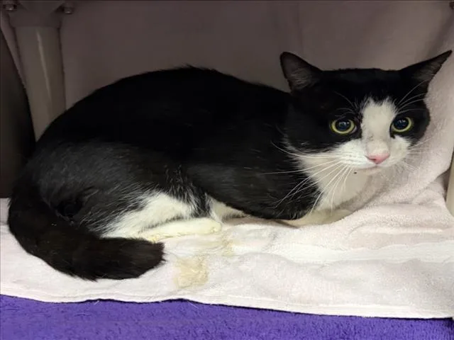 An adult medium-sized male Domestic Short Hair cat named Everton for adoption in Derwood, MD