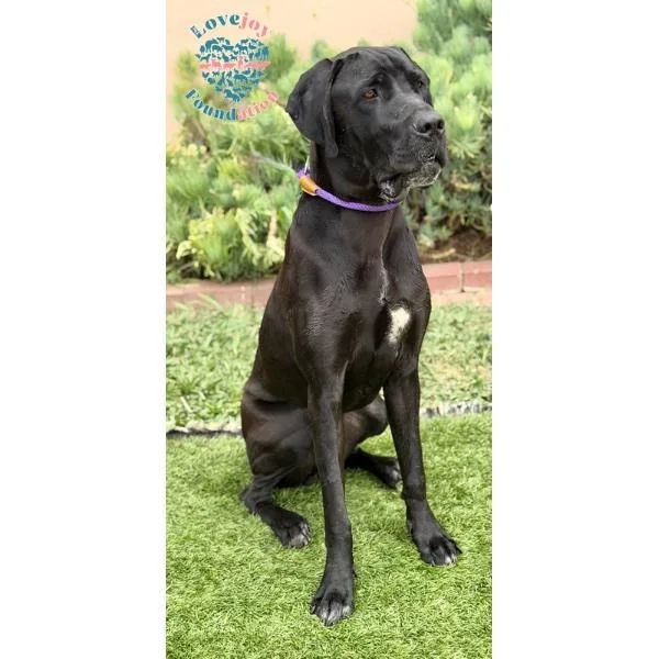 A young large-sized male Black Great Dane dog named Trakas COH for adoption in Inglewood, CA