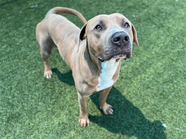 A young large-sized male Pit Bull Terrier dog named Billy for adoption in Dallas, TX